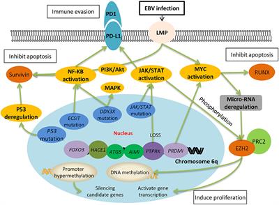 Epstein-Barr Virus-Positive Natural Killer/T-Cell Lymphoma